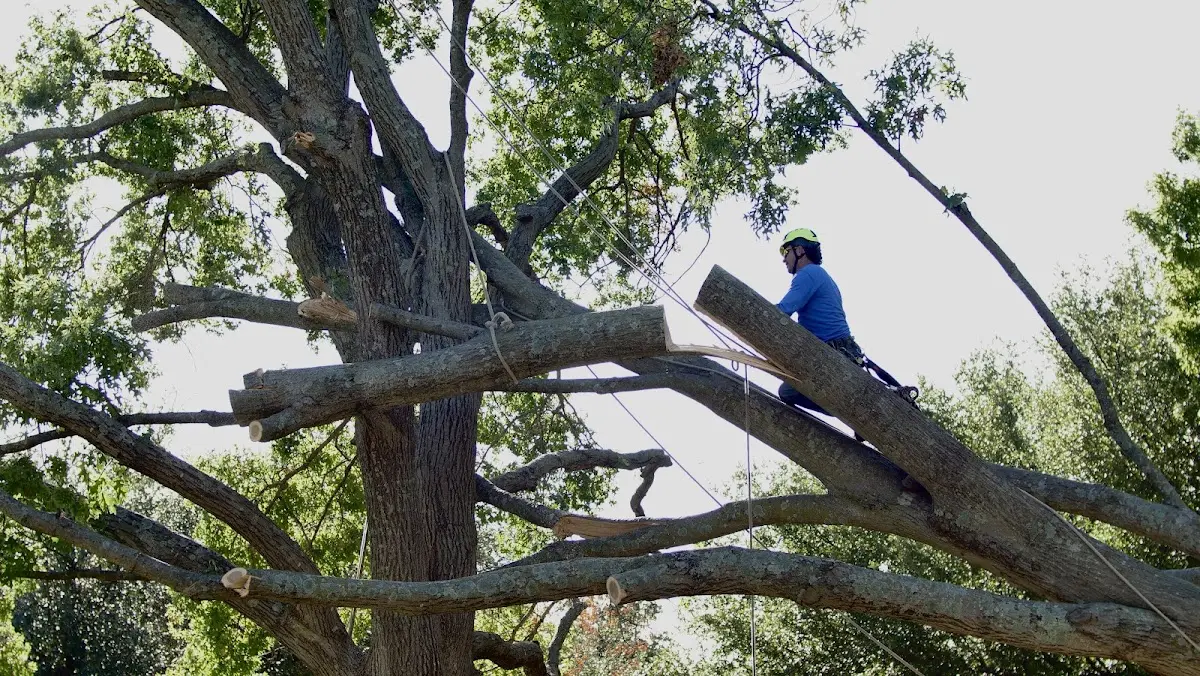Professional Crown Thinning performed by certified arborists in Ellison Bay