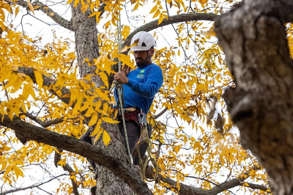 Skilled Storm Damage Cleanup crew working in Ellison Bay