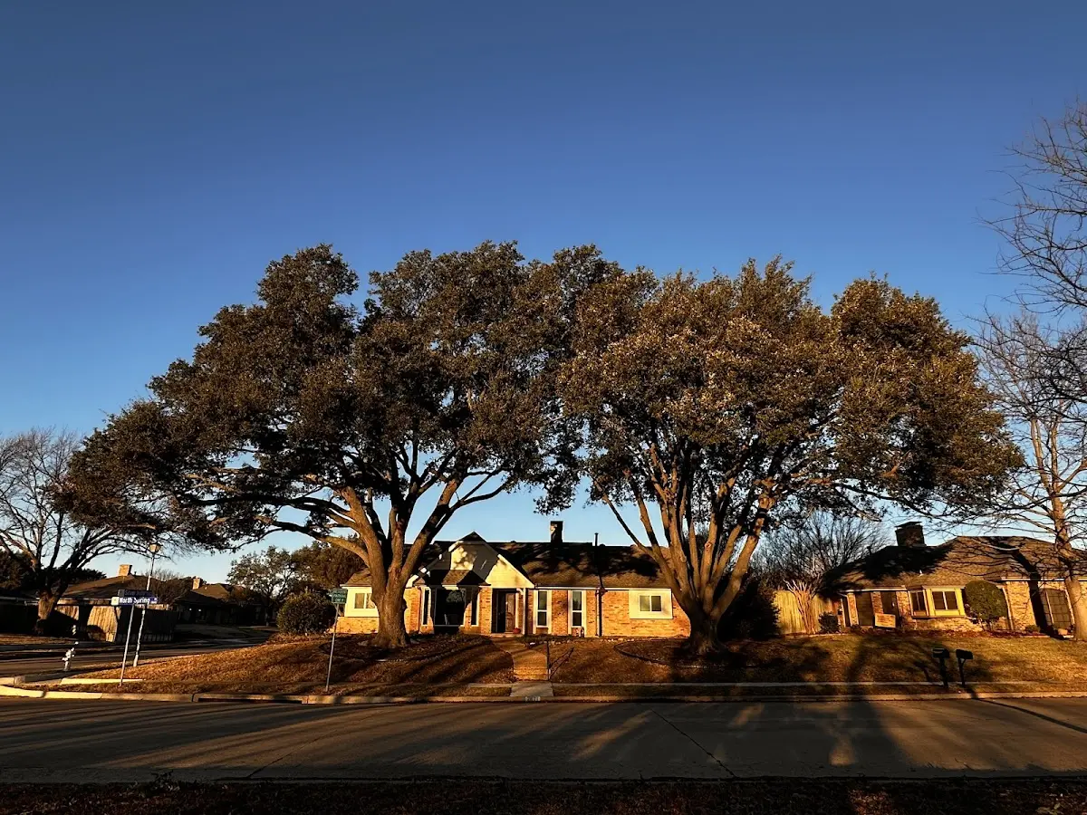 Established residential canopy tree shading a home in Ellison Bay